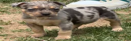 American Bully dogs for sale: American Bully Puppy 3 - Ad 2