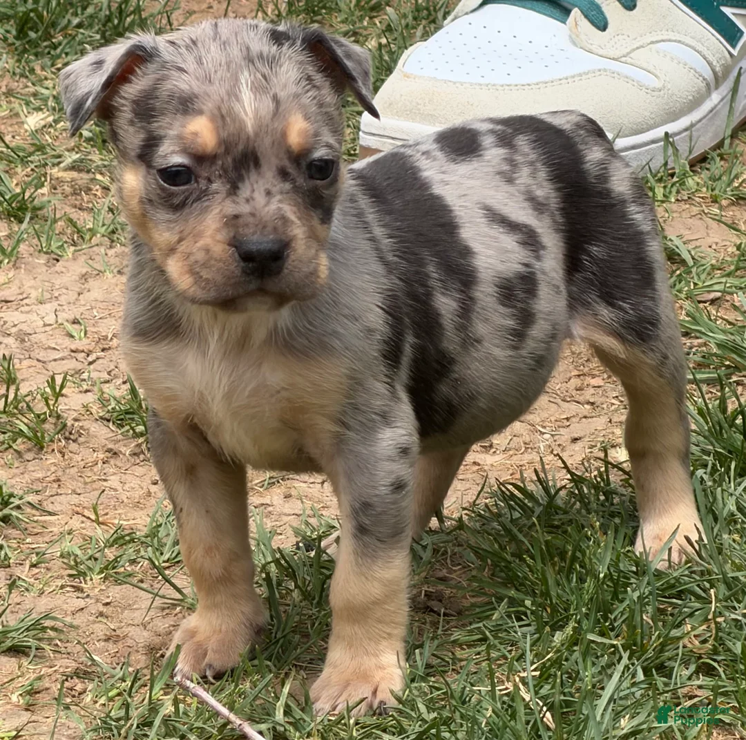 American Bully dogs for sale: American Bully Puppy 3 - Ad 2