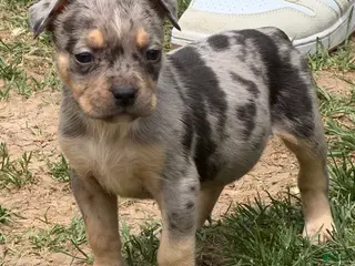 American Bully dogs American Bully 3 - Ad 5