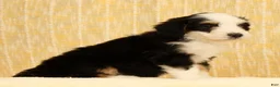 Mini Bernedoodle dogs for sale: Bella - Ad 6