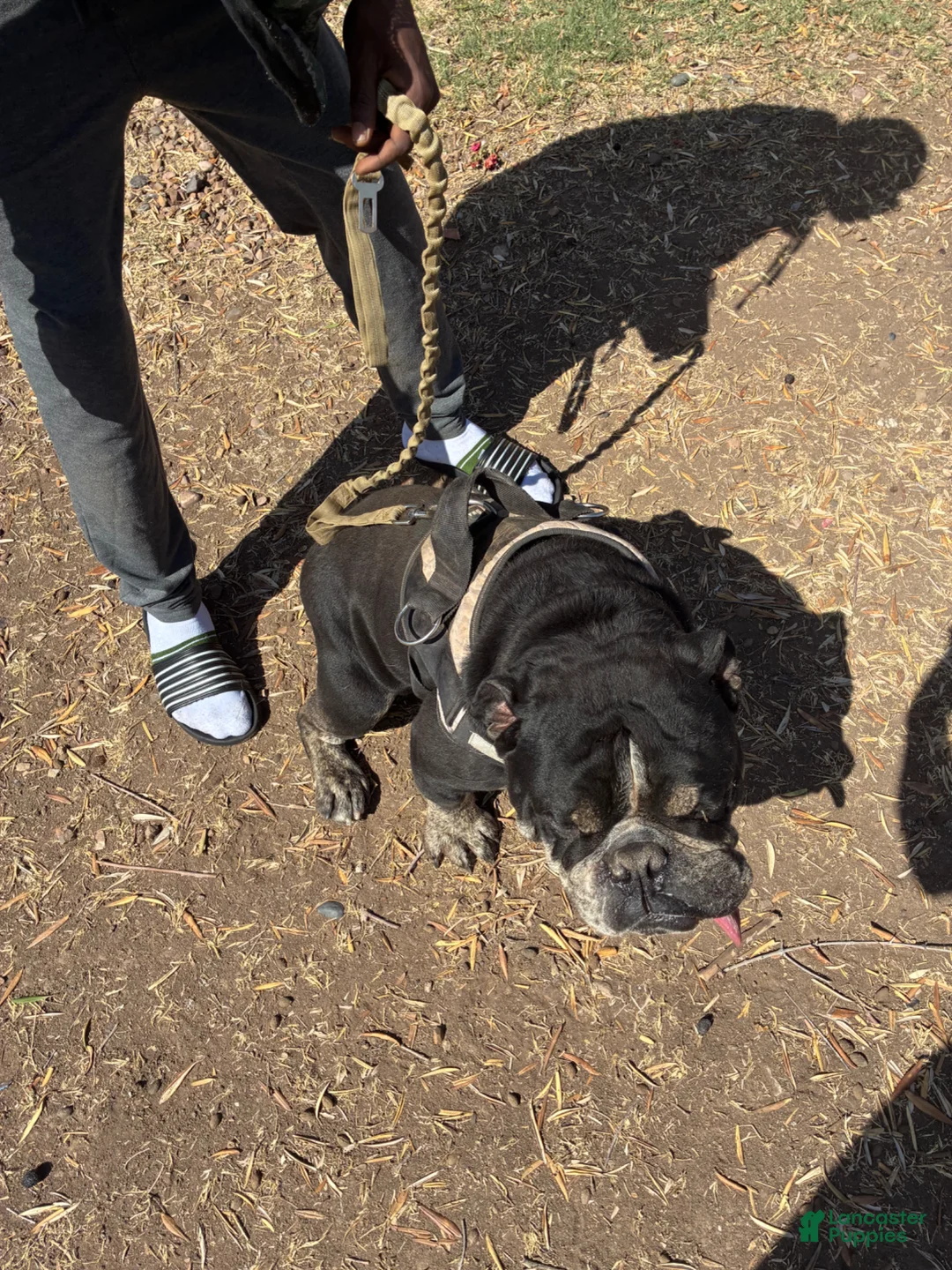 French Bulldog dogs for sale: French Bulldog Puppy 2 - Ad 2