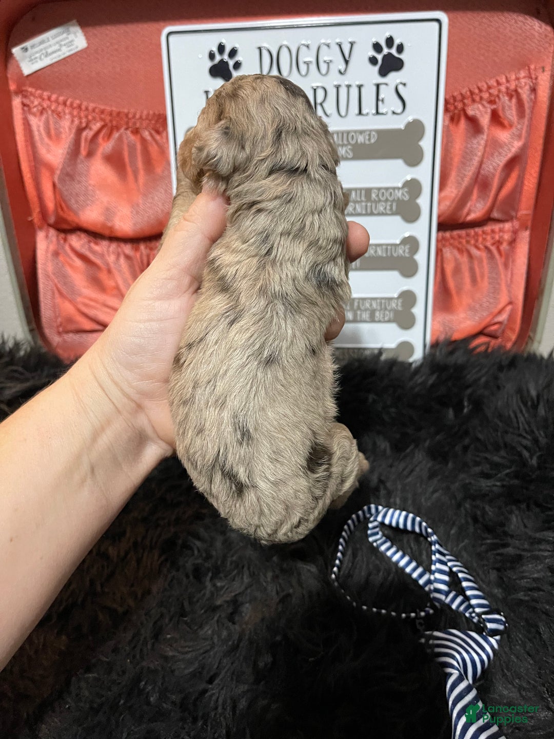 Miniature Poodle dogs for sale: Akc Chocolate Merle Phantom boy 2 - Ad 30