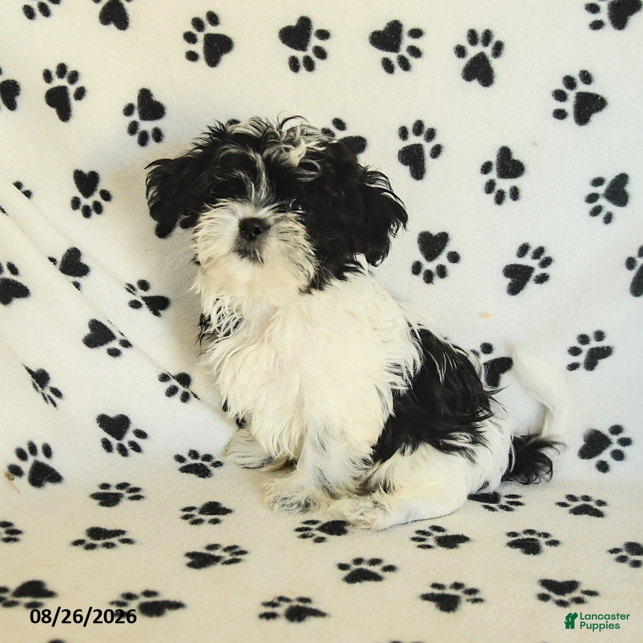 Shih Tzu dogs Crinkles - Ad 1