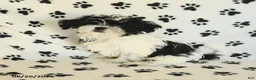 Shih Tzu dogs for sale: Crinkles - Ad 1