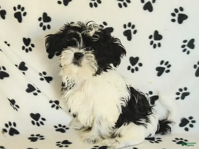 Shih Tzu dogs Crinkles - Ad 1