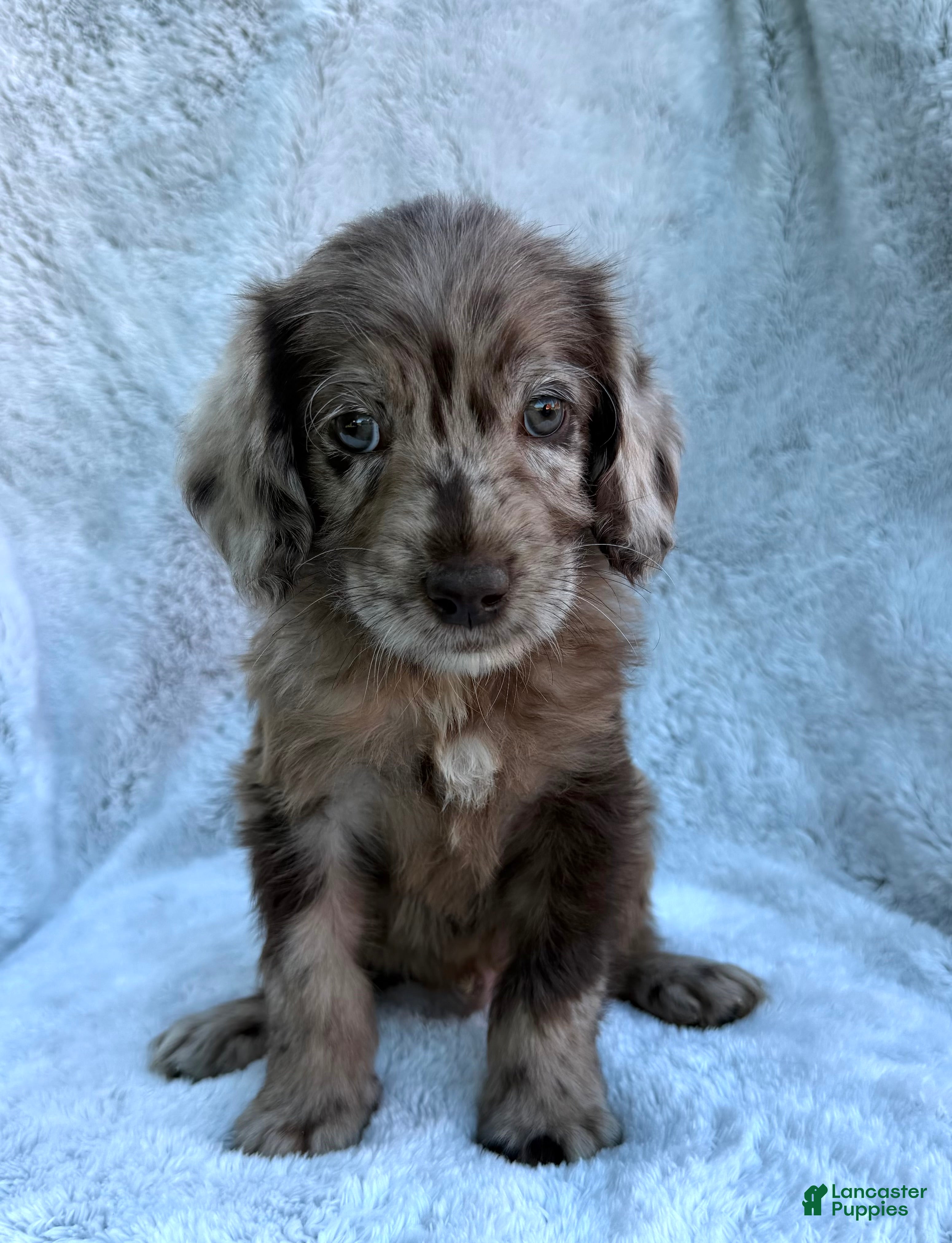 Labradoodle dogs Colt - Ad 2