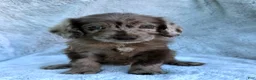 Labradoodle dogs for sale: Colt - Ad 2