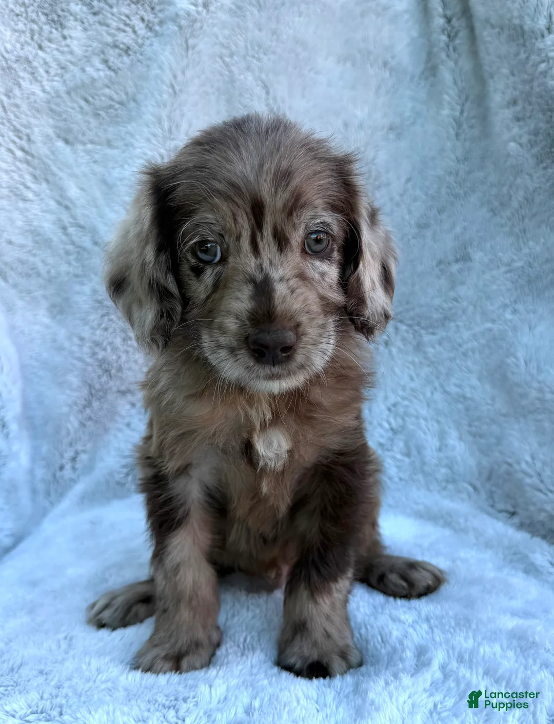 Labradoodle dogs for sale: Colt - Ad 2