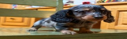 Dachshund dogs for sale: Standard black and tan dapple - Ad 9