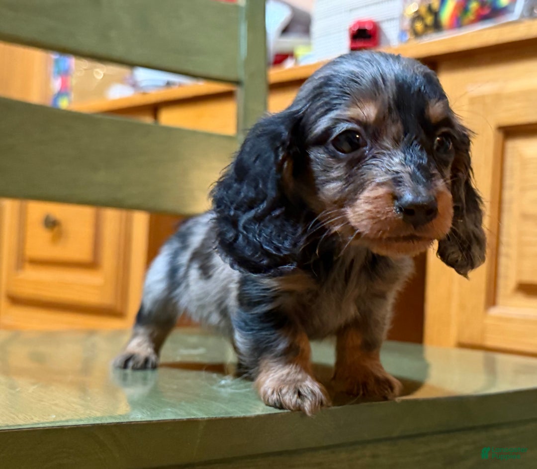 Dachshund dogs for sale: Standard black and tan dapple - Ad 9