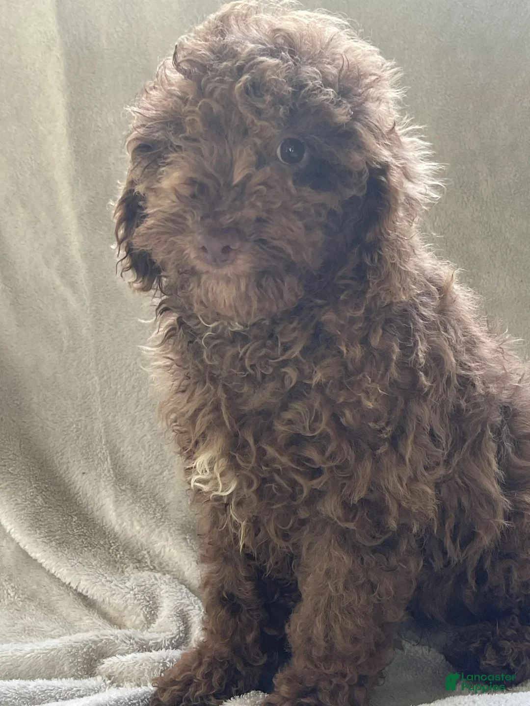 Miniature Poodle dogs for sale: Coco - Ad 1