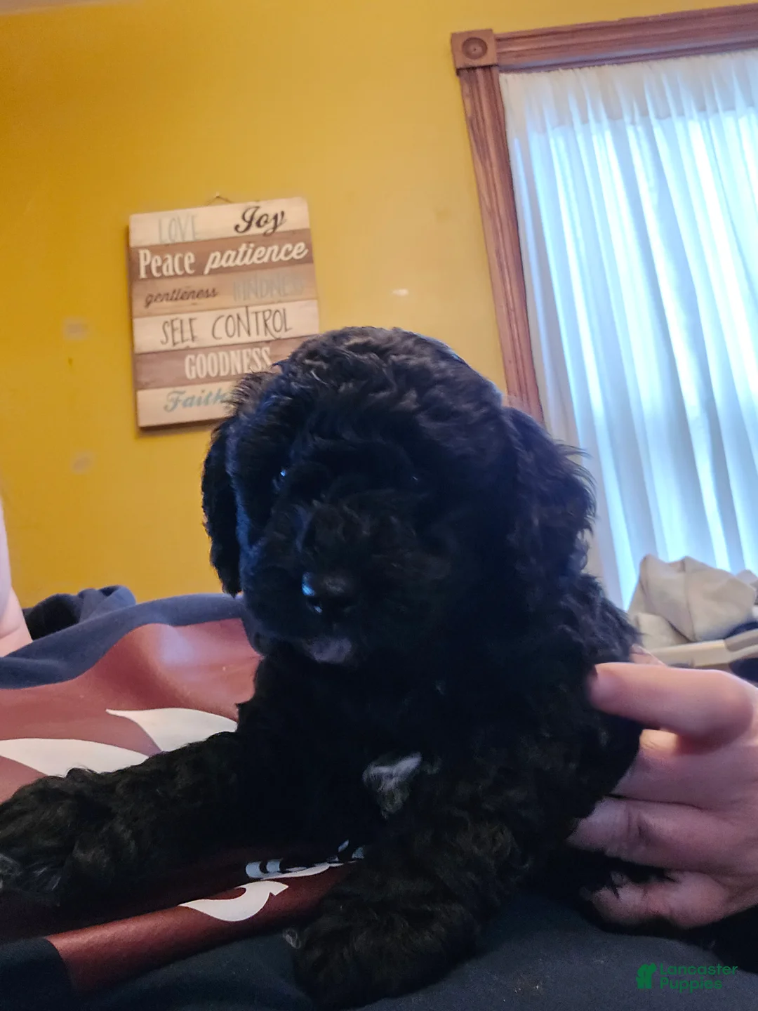 Miniature Poodle dogs for sale: Charlie - Ad 2