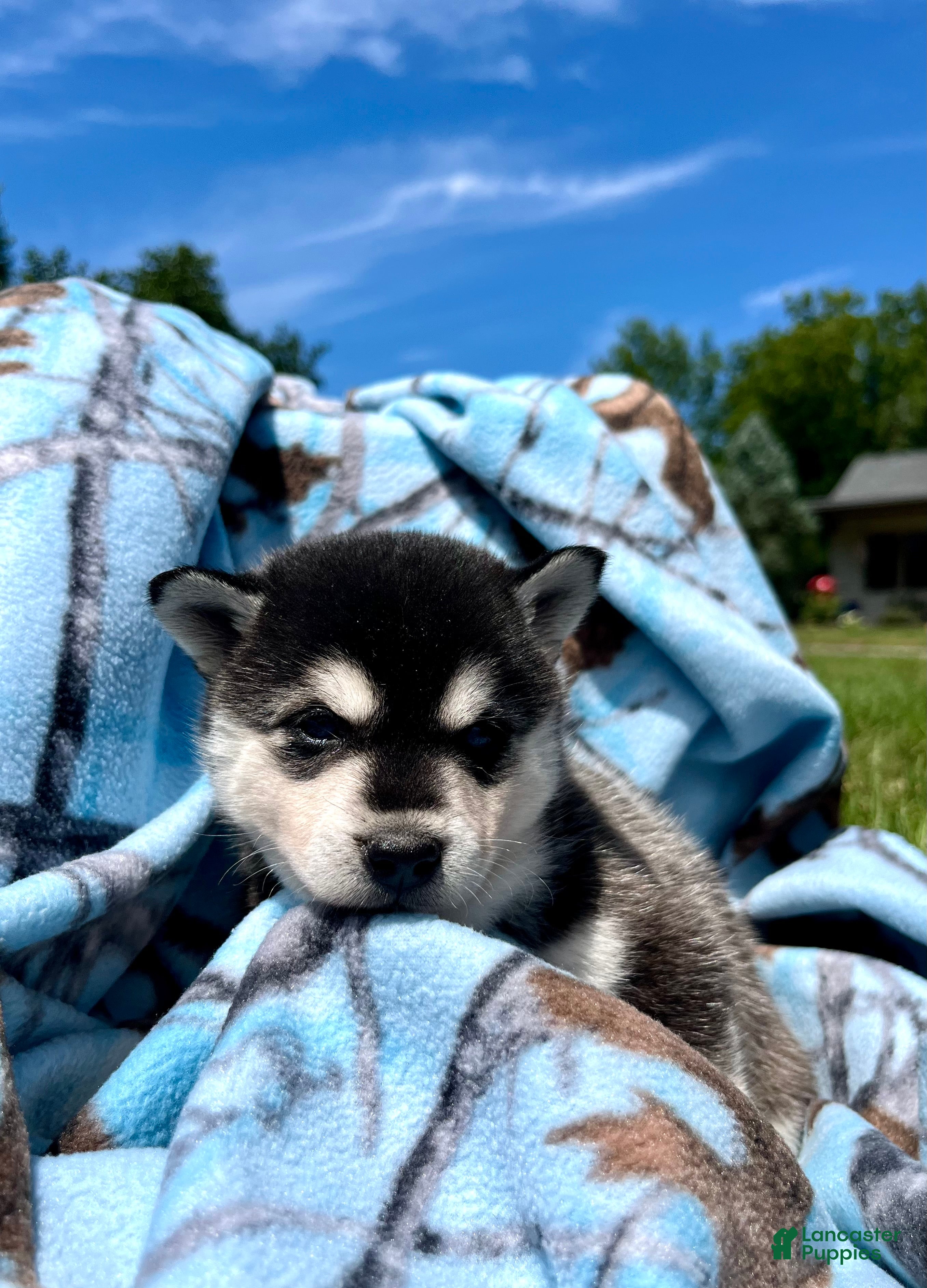 Alaskan Klee Kai dogs Skye❤️ICA Registered🐾Text or Call 610-643-6846 - Ad 2