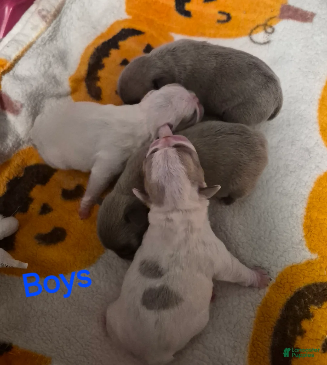 French Bulldog dogs for sale: French Bulldog Puppy 1 - Ad 1