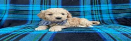 Goldendoodle dogs for sale: Bowden - Ad 2
