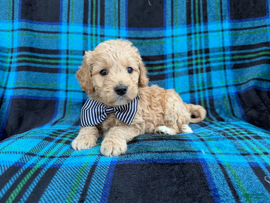 Goldendoodle dogs for sale: Bowden - Ad 2