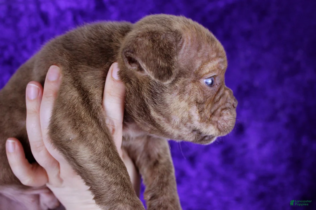 American Bully dogs for sale: Chocolate Brindle Male - Ad 2