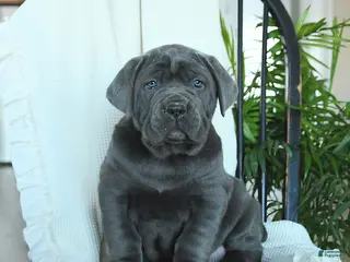 Cane Corso dogs Apollo - Ad 4