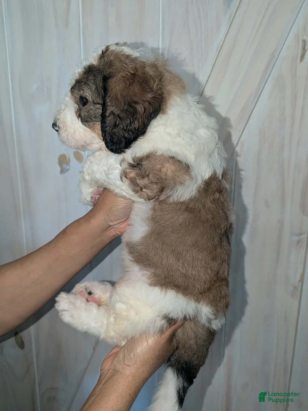 Mixed Breed dogs for sale: Ginger - Ad 4