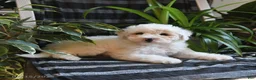 Bichpoo dogs for sale: Birdie - Ad 4