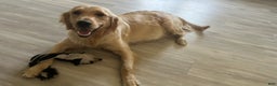 Golden Retriever dogs for sale: Golden Retriever Puppy 2 - Ad 9