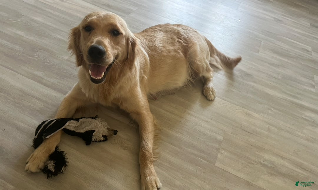 Golden Retriever dogs for sale: Golden Retriever Puppy 2 - Ad 9