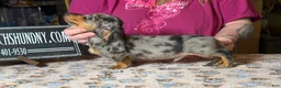 Miniature Dachshund dogs for sale: AKC Russian- Pra clear - Ad 4