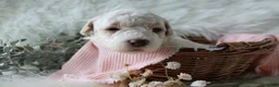 Bichpoo dogs for sale: Birdie - Ad 7
