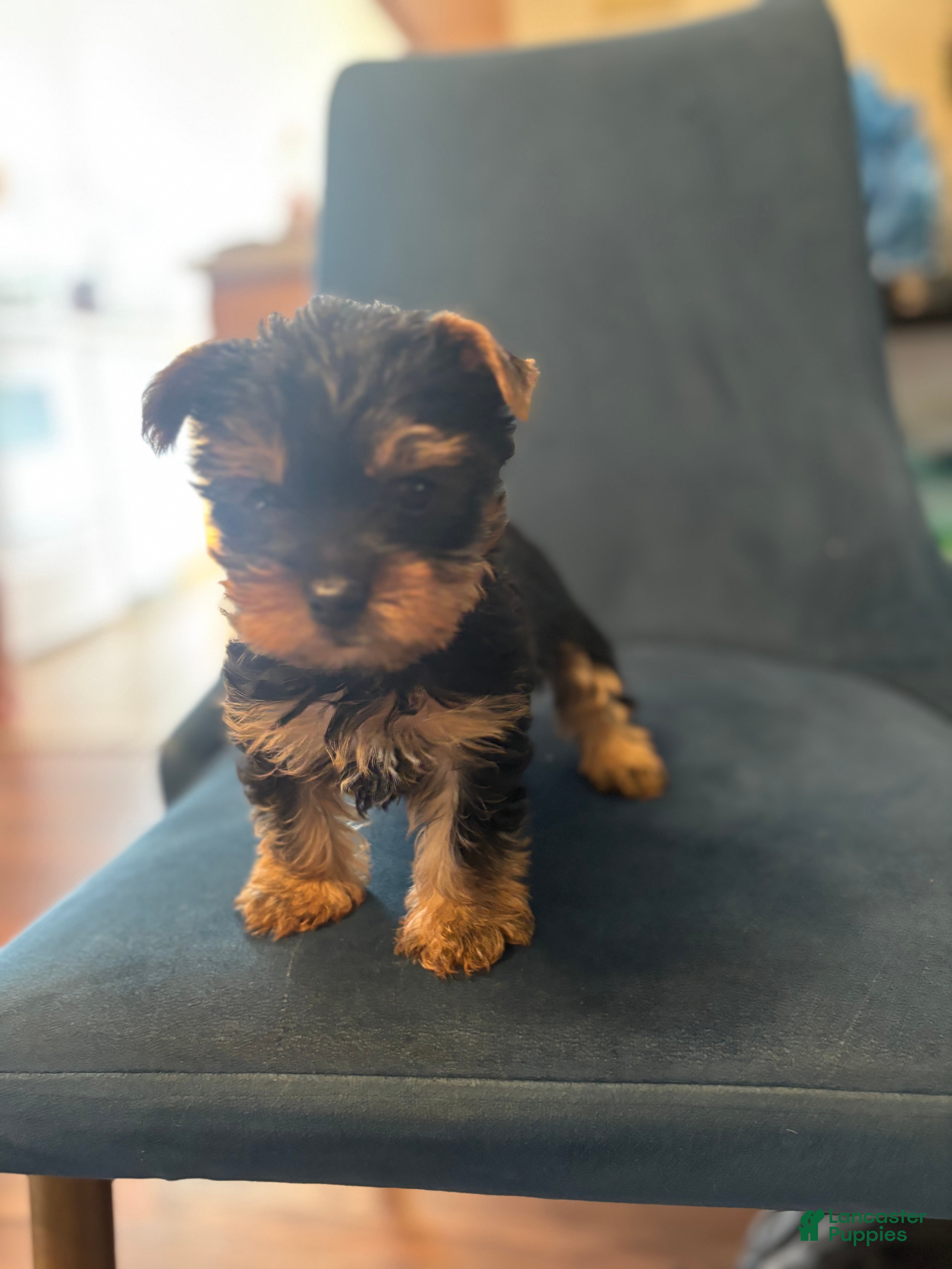 Yorkshire Terrier dogs Rocky  - Ad 1