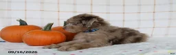 Mini Aussiedoodle dogs for sale: Baxter - Ad 6
