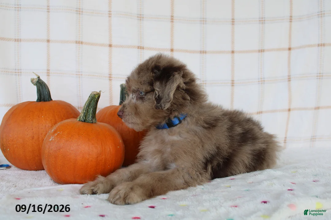 Mini Aussiedoodle dogs for sale: Baxter - Ad 6