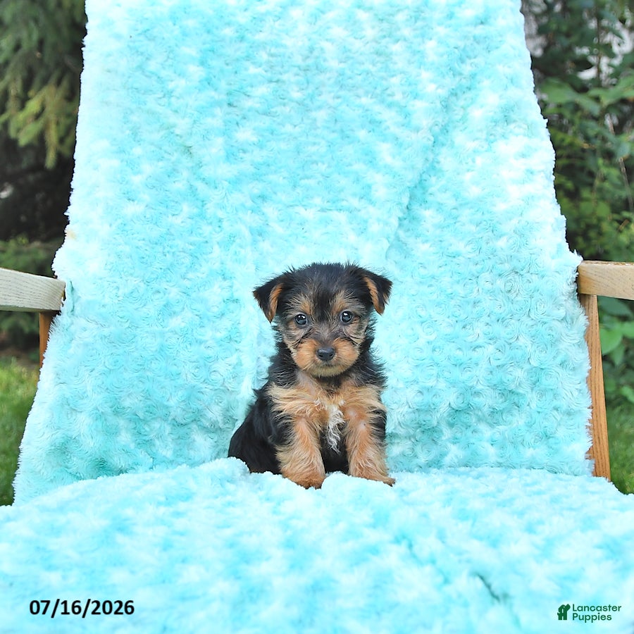 Yorkshire Terrier dogs Lena - Ad 2
