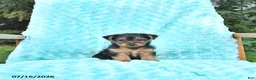 Yorkshire Terrier dogs for sale: Lena - Ad 2