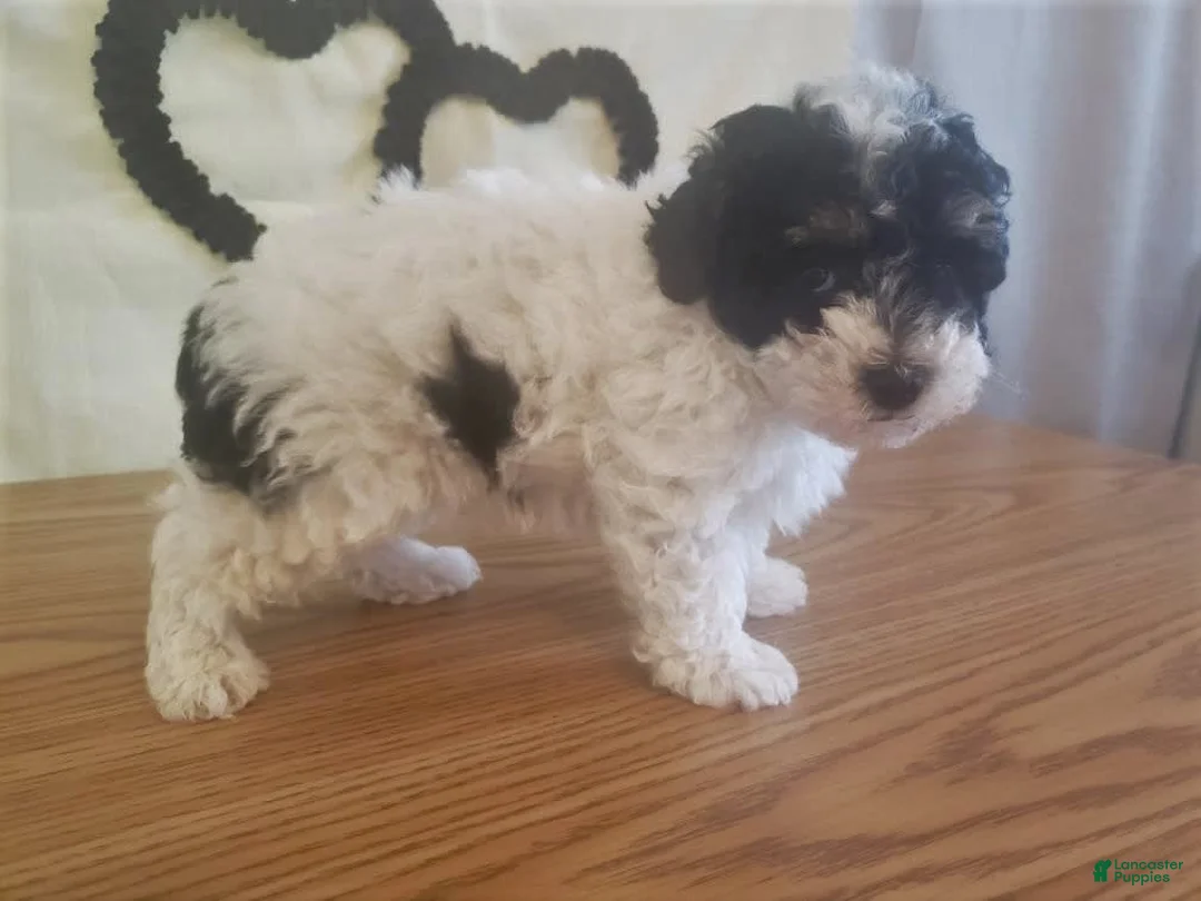 Gallery Image {{count}}