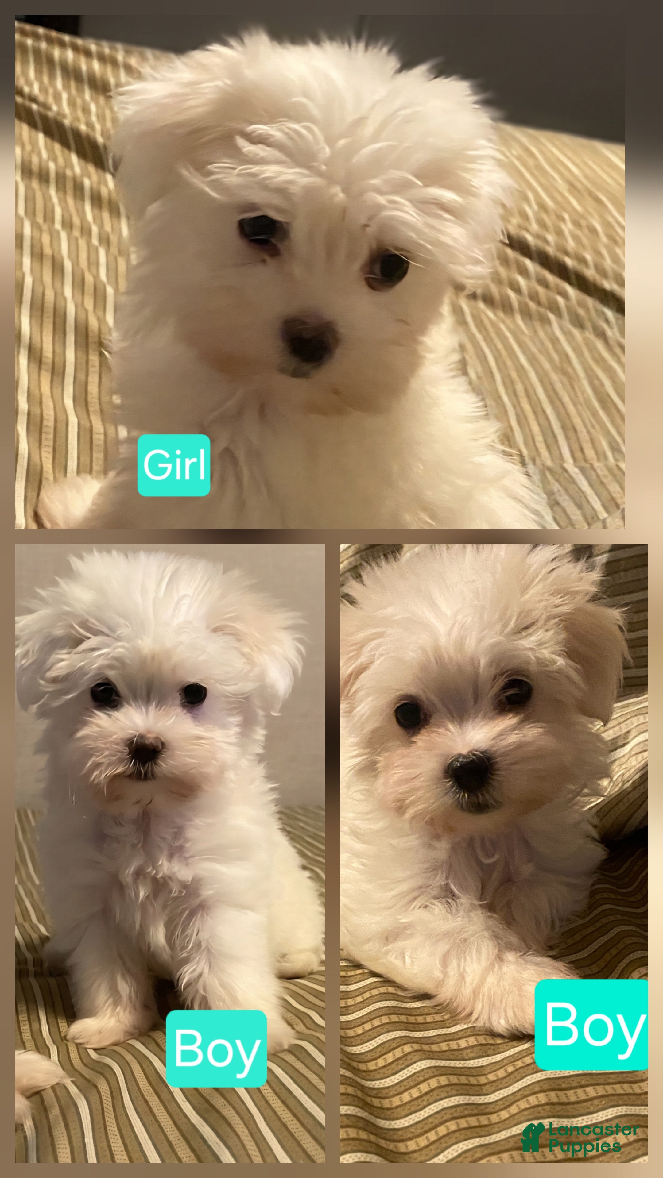 Maltese dogs Maltese 3 - Ad 41