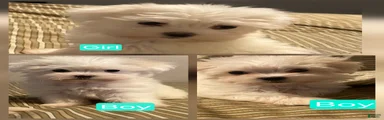 Maltese 3