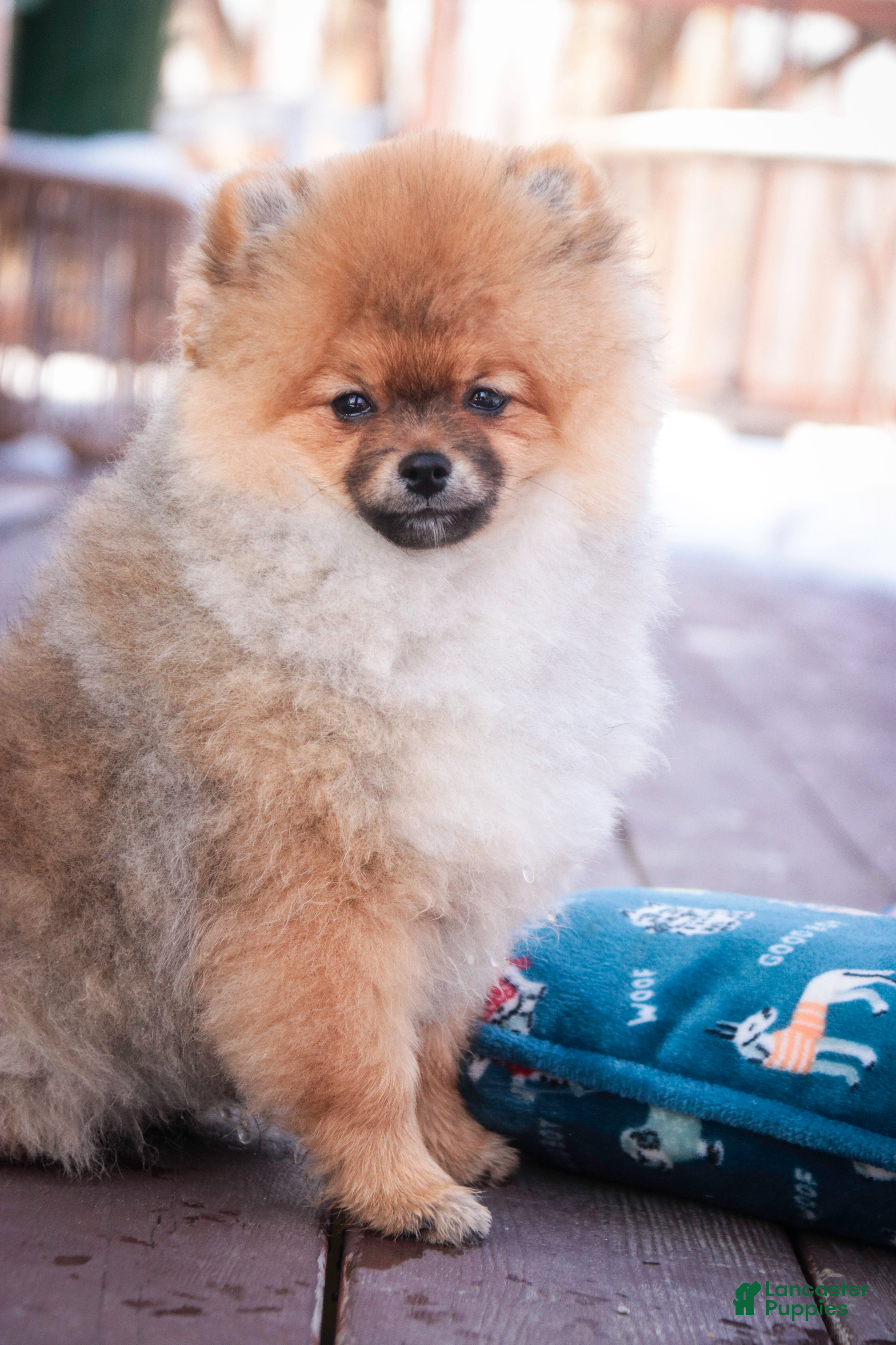 Pomeranian dogs Peyton - Ad 2