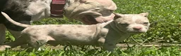 American Bully dogs for sale: Diesel - Ad 3