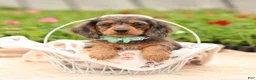 Miniature Dachshund dogs for sale: Cupid - Ad 2