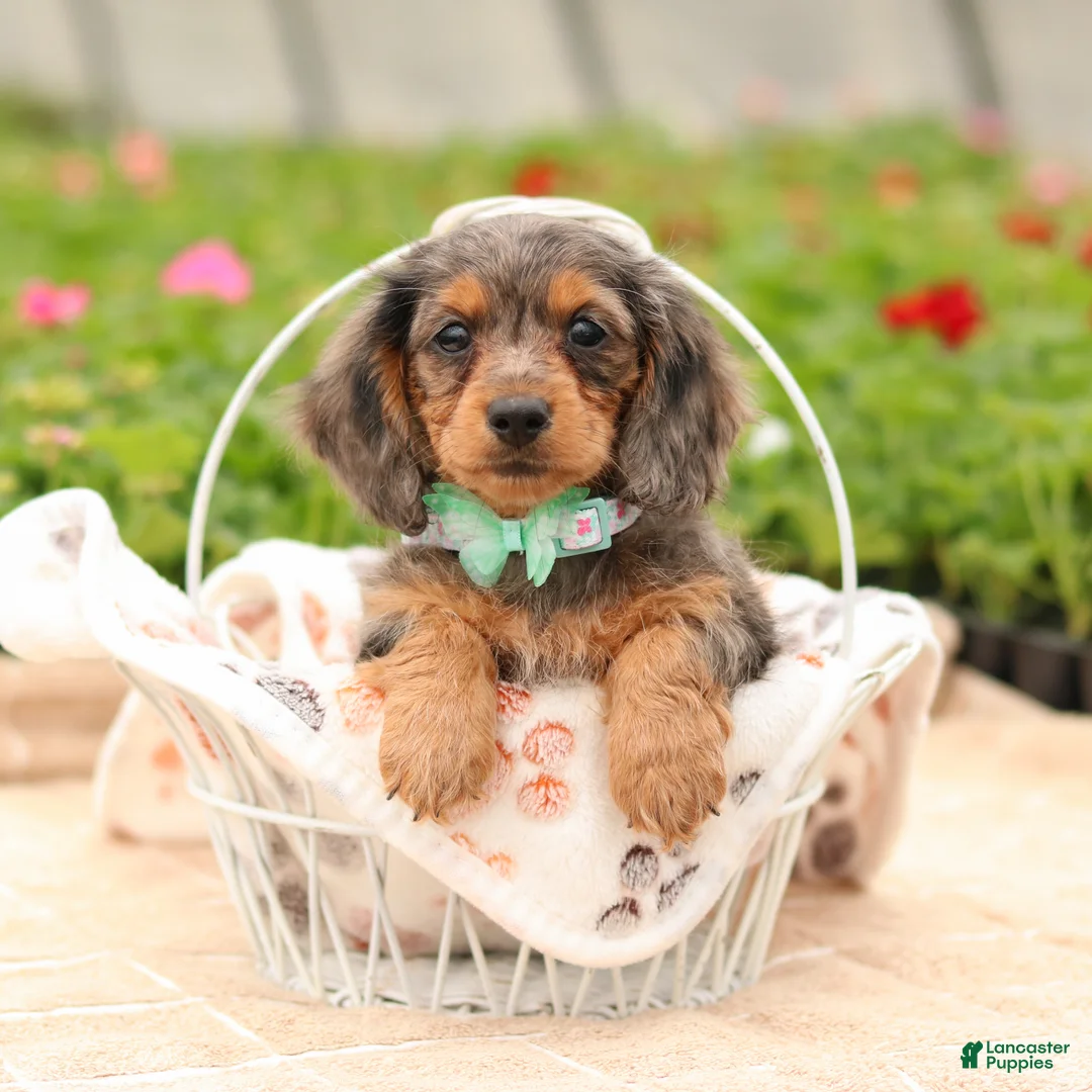 Miniature Dachshund dogs for sale: Cupid - Ad 2