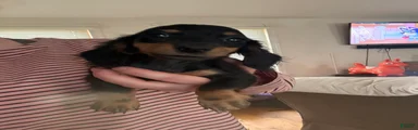 Miniature Dachshund 4