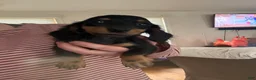 Miniature Dachshund dogs for sale: Miniature Dachshund 4 - Ad 1