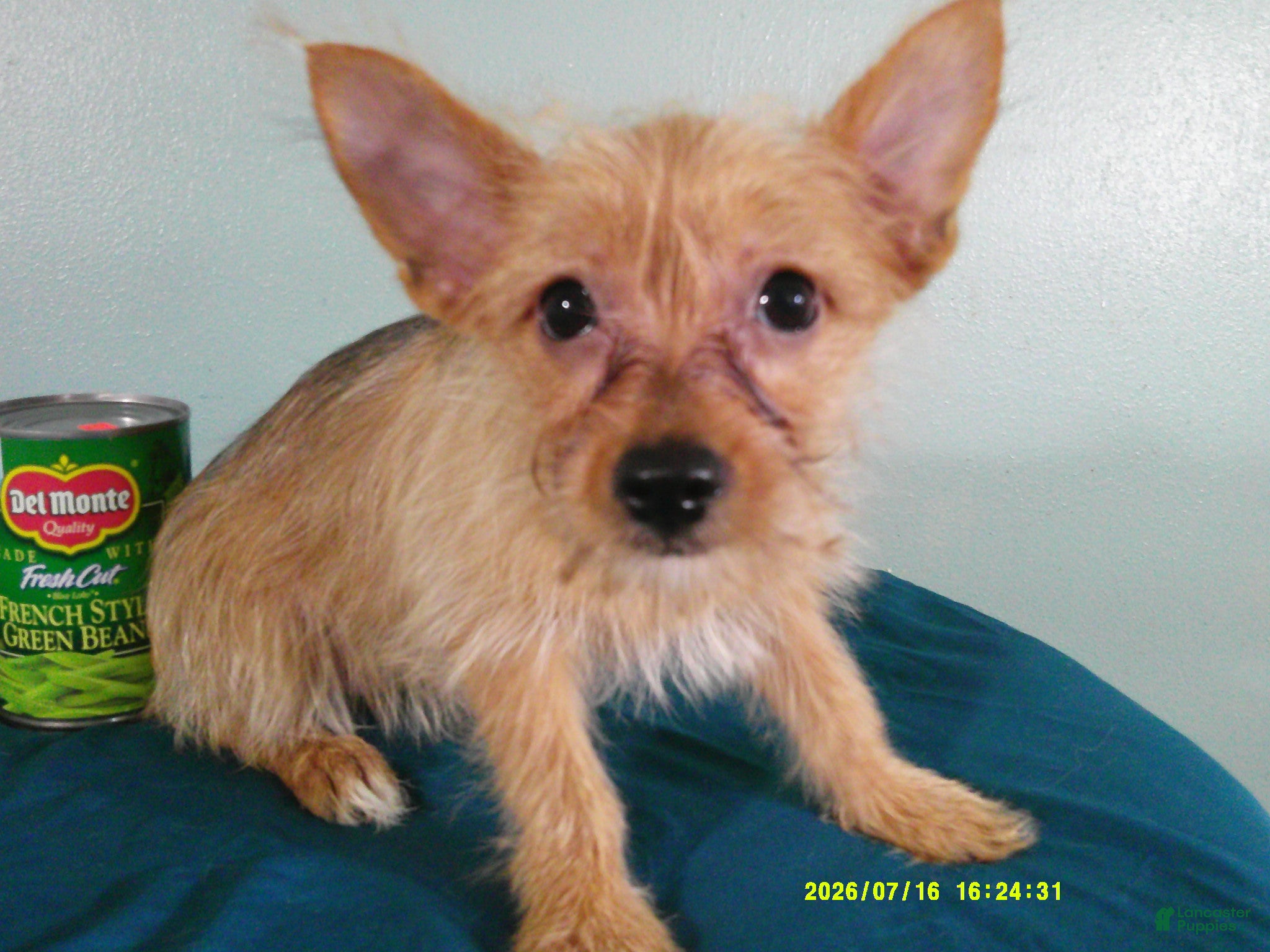 Mixed Breed dogs Charlotte - Ad 1