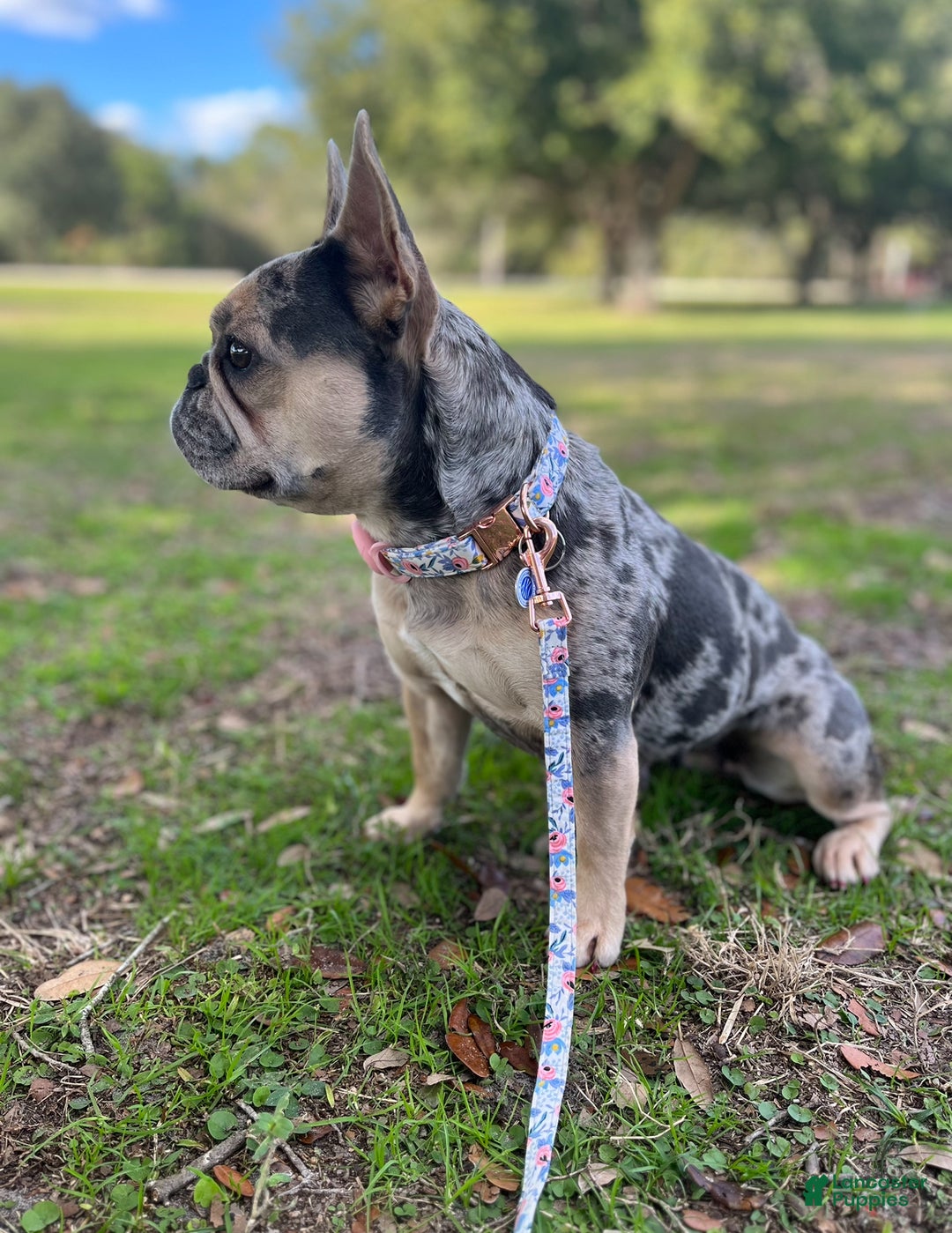 French Bulldog dogs for sale: Oakley - Ad 6