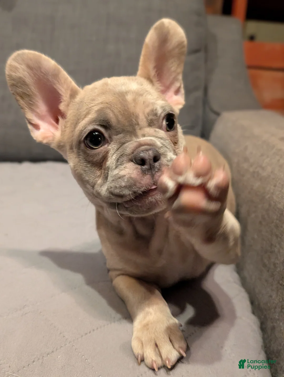 French Bulldog dogs for sale: Silver - Ad 2
