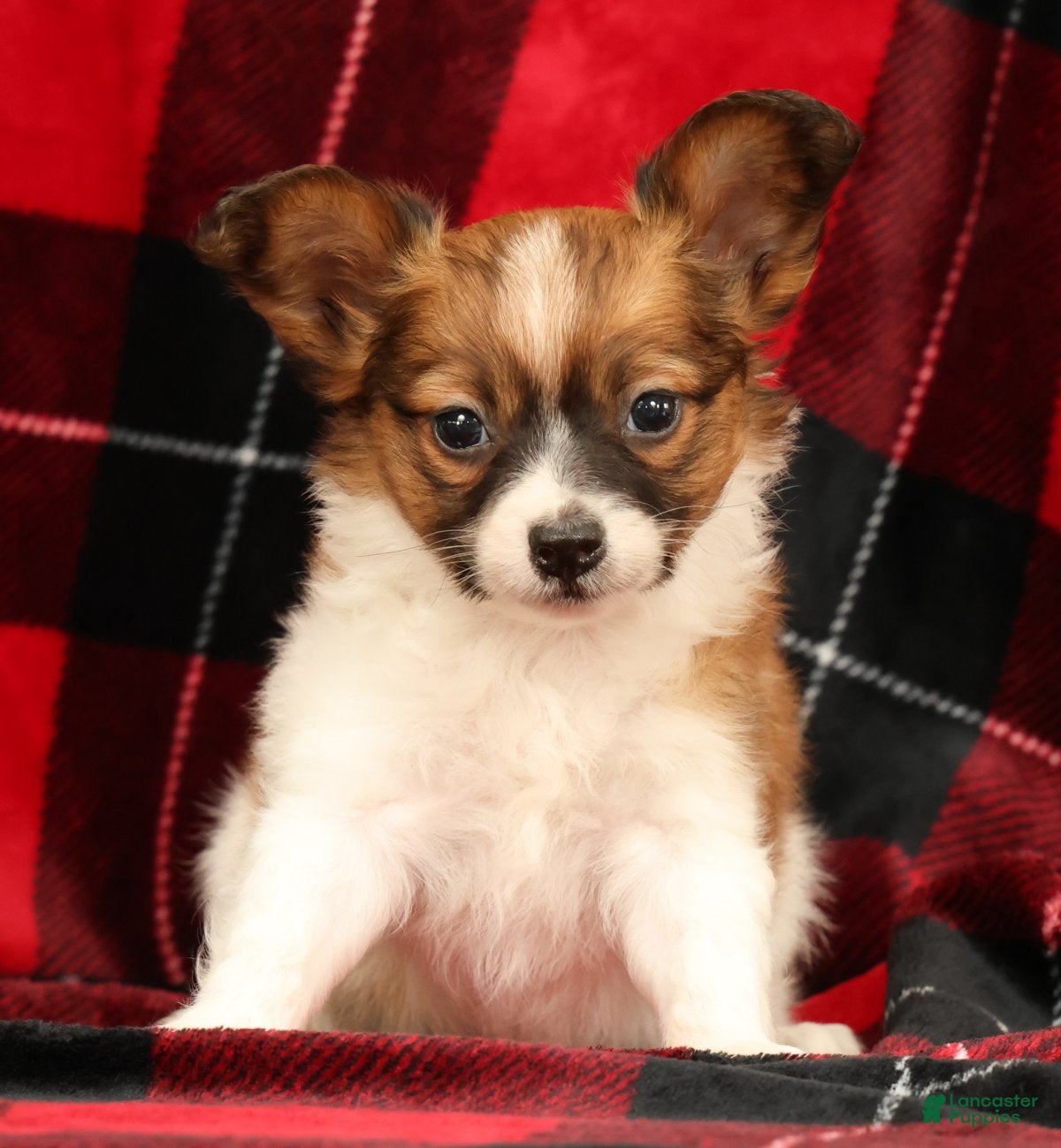 Papillon dogs Max - Ad 2
