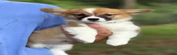 Welsh Corgi Pembroke dogs for sale: Full AKC - Ad 3