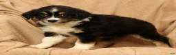 Miniature Australian Shepherd dogs for sale: Jasmine - Ad 3