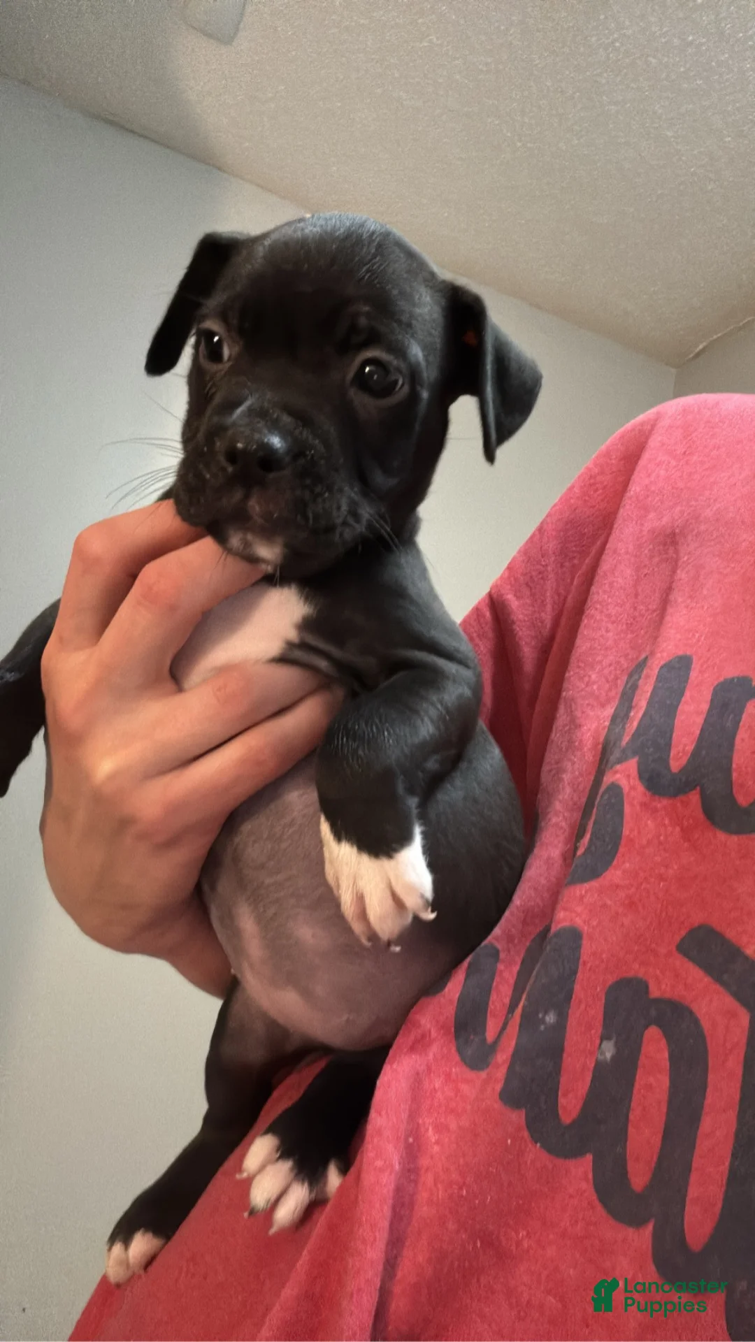 Mixed Breed dogs for sale: Mixed Breed 8 - Ad 1