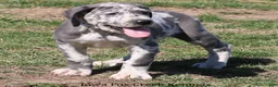 Great Dane dogs for sale: Scout - Ad 2